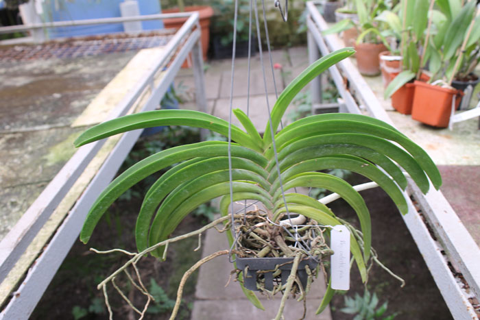 Rhynchostylis coelestis pink.jpg