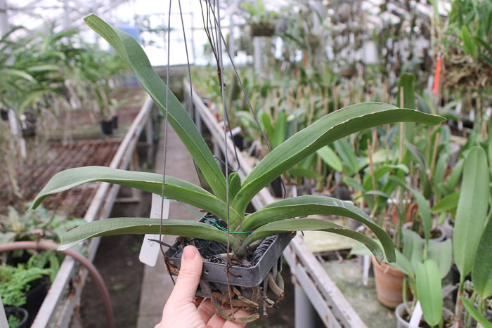 Rhynchostylis gigantea.jpg