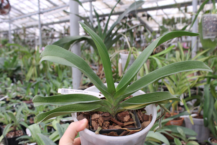 Rhynchostylis gigantea spot.jpg