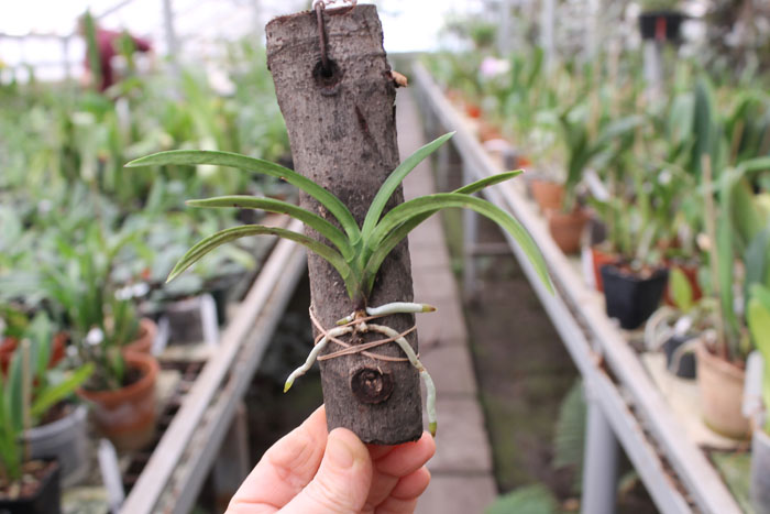 Neofinetia Falcata.jpg