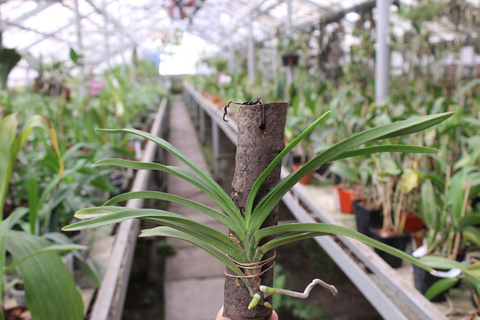 Neostylis Lou Snearly.jpg