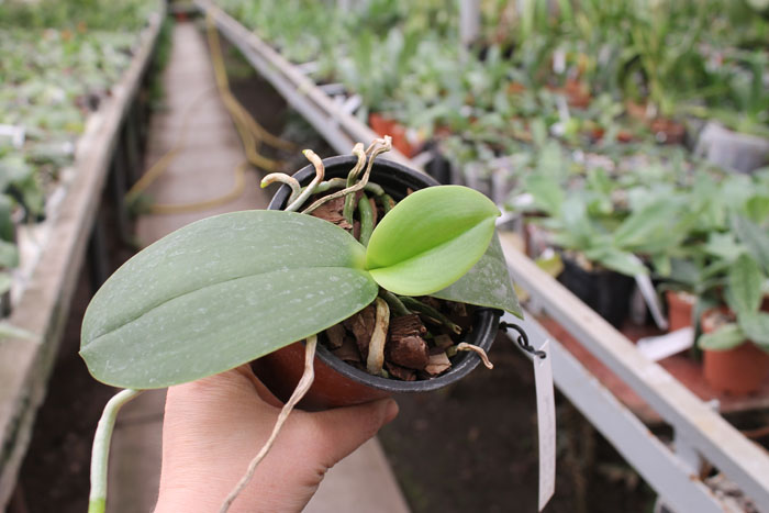 Doritaenopsis Sogo Sweet 'Sogo' x Phalaenopsis Joy Spring Canary 'Japan Peach'.jpg