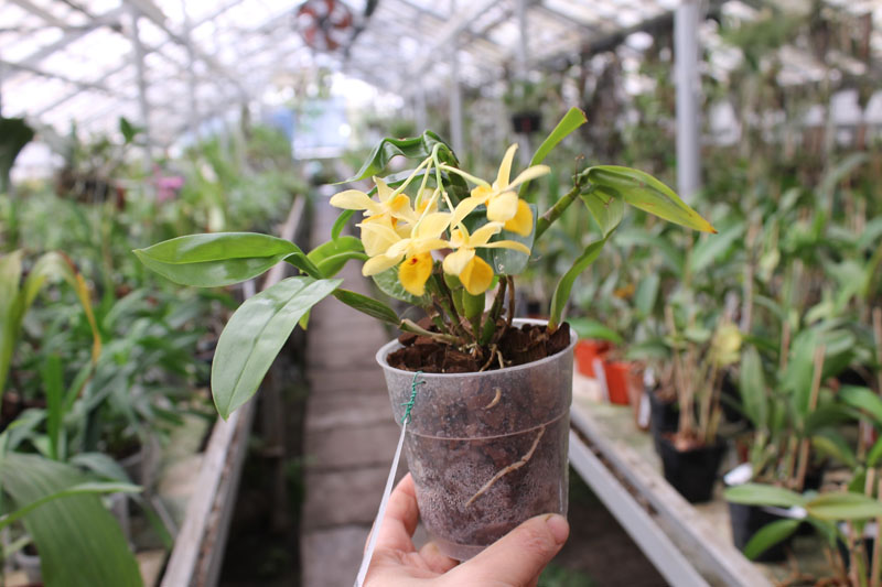 Dendrobium sulcatum.jpg