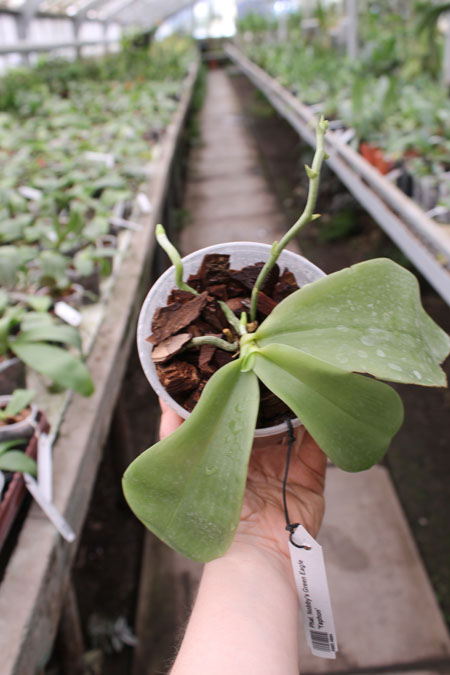 Phalaenopsis Nobby's Green Eagle 'Yaphon'.jpg