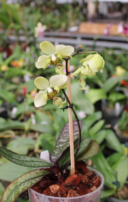 Phalaenopsis stuartiana yellow x sib.jpg