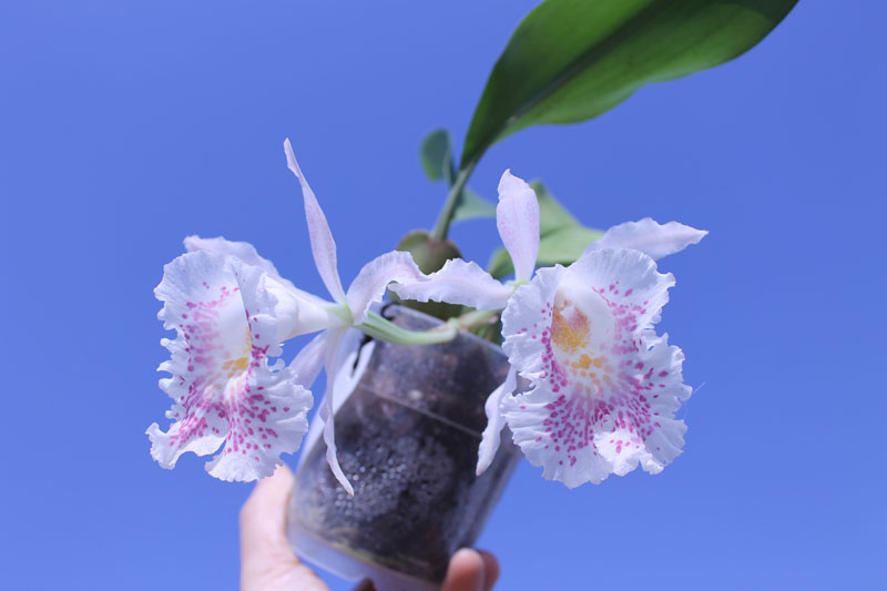 Trichopilia suavis.jpg