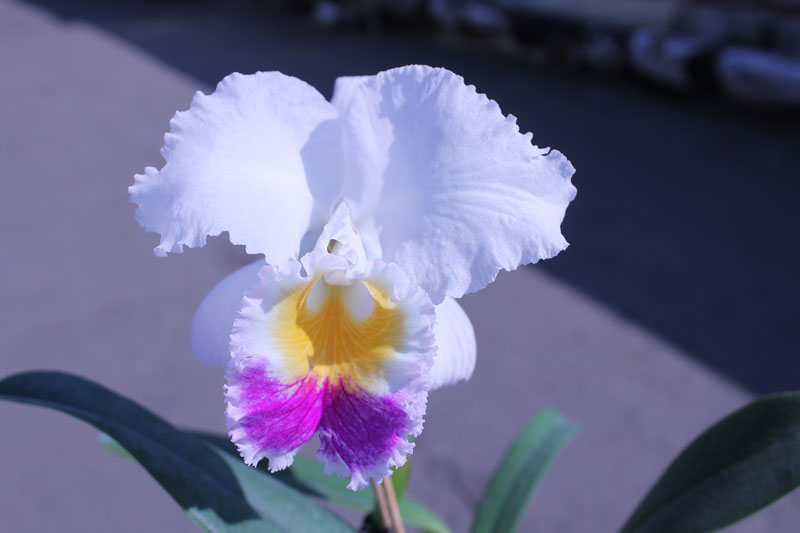 Cattleya schroederae albescens x Cattleya schroederae alba.jpg
