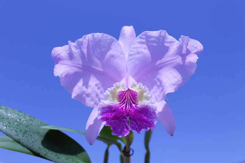Cattleya lueddemanniana alba 'OMG' x Cattleya lueddemanniana coerulea 'Siquesique'.jpg