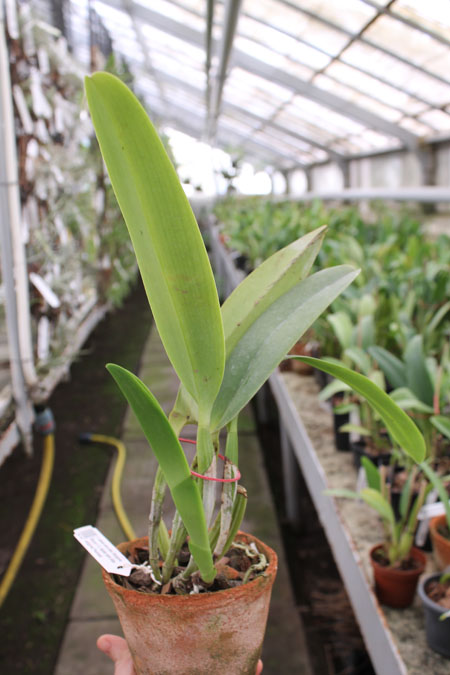 Cattleya labiata semi alba 'Garganta Escura' x Cattleya labiata semi alba sanguinea 'Paccione'.jpg