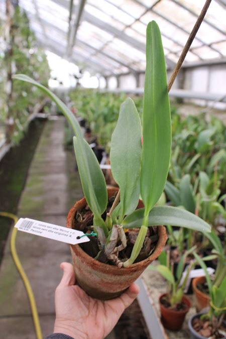 Cattleya labiata sem alba 'Marina' x Cattleya labiata semi alba sanguinea 'A Paccione'.jpg