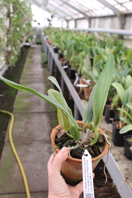 Cattleya labiata rubra-integra-orlata 'Z-41' x Cattleya labiata rubra-integra-orlata pincelada 'ZAS-1'.jpg