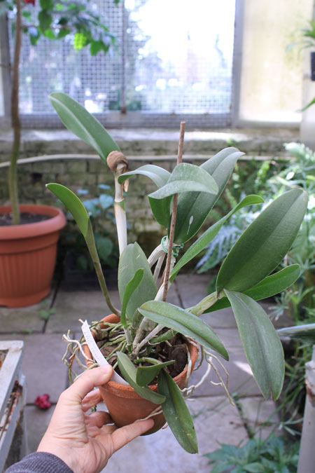 Brassavola digbyana x Cattleya Little Oliver.jpg