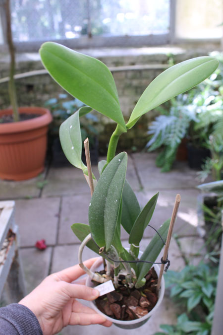 (Brassavola digbyana x Rhyncholaeliocattleya Kuwale Gem) 'ORCHIS'.jpg