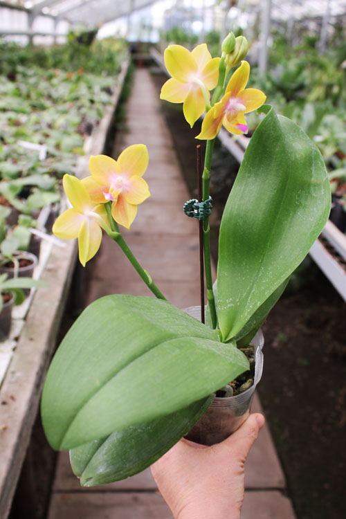 Phalaenopsis Hawaii Dragon Girl x Lioulin Goldfinch.jpg