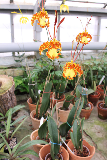 Psychopsis  Kalihii Big.jpg