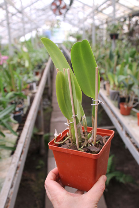Cattleya labiata semi alba 'Marina' x Cattleya labiata semi alba perola 'Vila Velha'.jpg