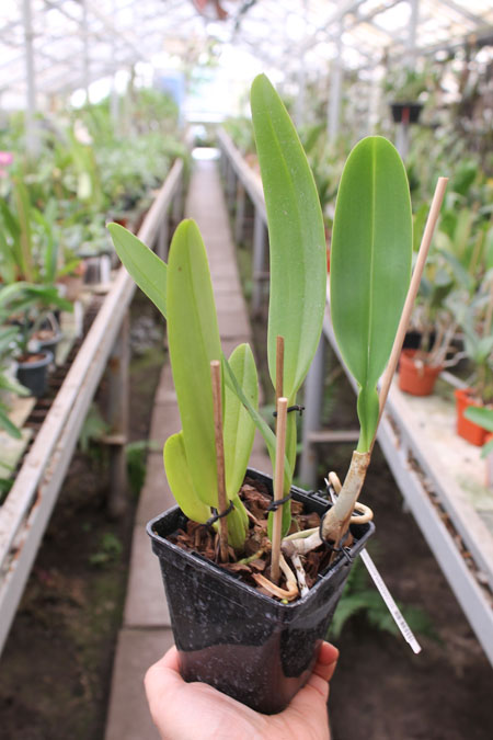 Cattleya labiata punctata x Cattleya labiata punctata (quase concolor) 'AWZ'.jpg