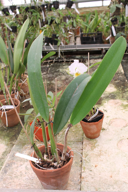 Laeliocattleya Longriver Compton.jpg