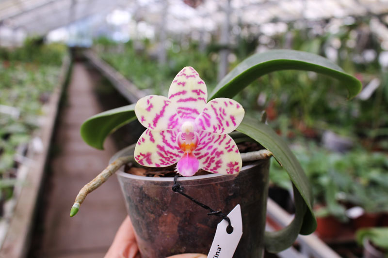 Phalaenopsis Joy spring Tina 'Tina'.jpg