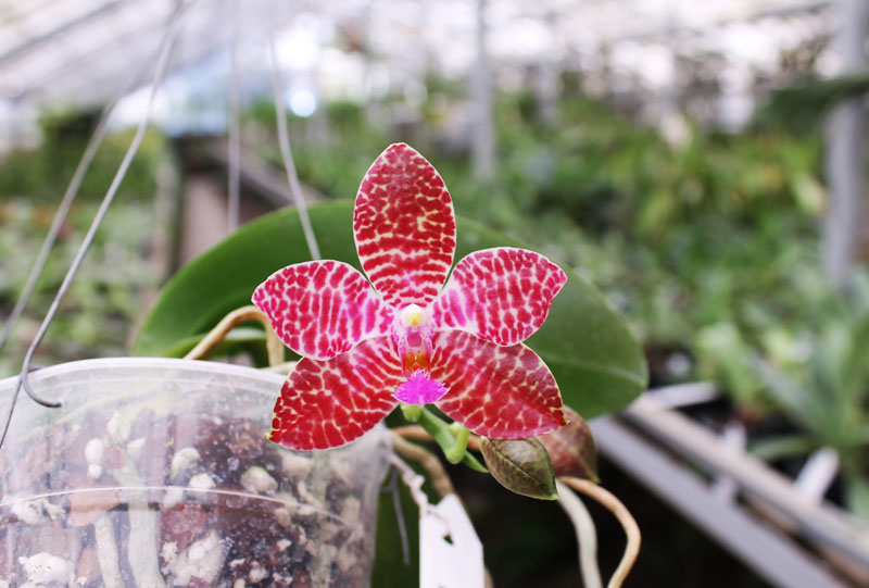 Phalaenopsis Joey (gigantea x lueddemanniana).jpg