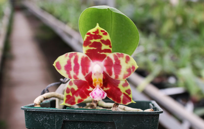 Phalaenopsis (Gelblieber x mariae).jpg