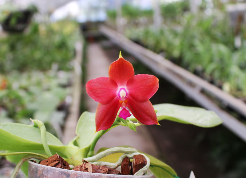 Phalaenopsis Jennifer Palermo (C1 type) x Phalaenopsis LD's Bear Queen.jpg