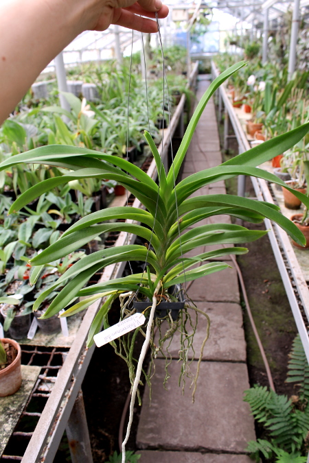 Vanda Nakorn Sawan Belle x luzonica.JPG