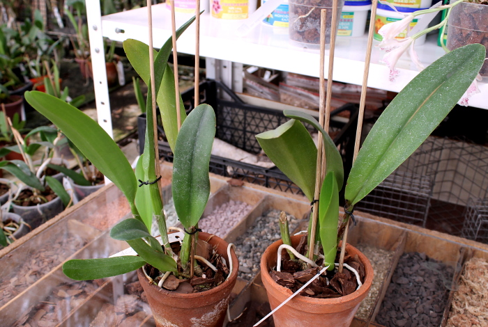 Laeliocattleya Shirayukihime 'M' (Tokyo Magic x Mildred Rives).JPG