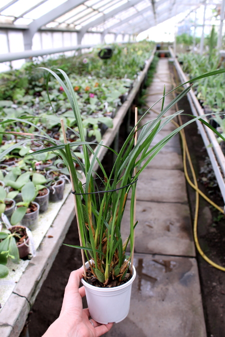Maxillaria tenuifolia.JPG