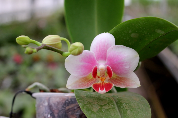 Phalaenopsis Yaphon Glad Canary (Yaphon Tris x Yungho Gelb Canary).JPG