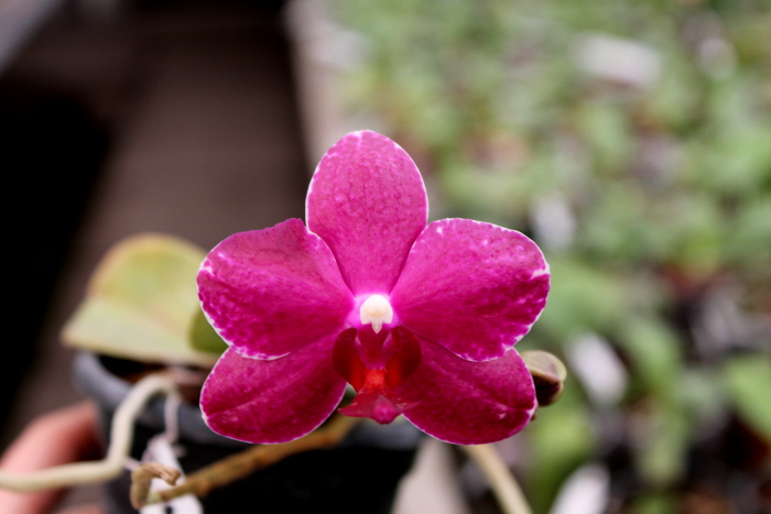 Phalaenopsis Chingruey's Fancy 'Red Wine'.JPG