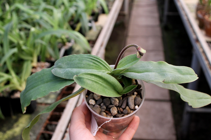 Paphiopedilum moquetteanum.JPG