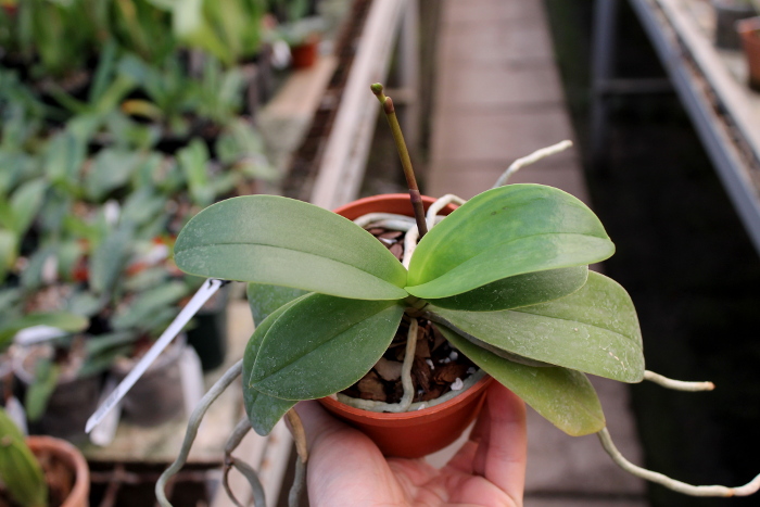 Doritaenopsis Taisuco Micky.JPG