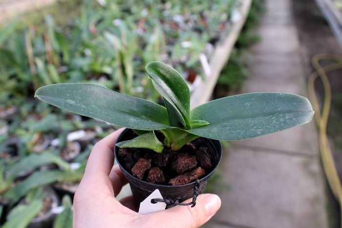 Paphiopedilum Michael Koopowitz x hangianum.JPG