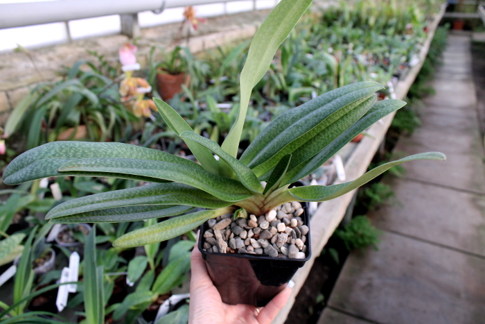 Paphiopedilum Dollgoldi (armeniacum x rothschildianum).JPG