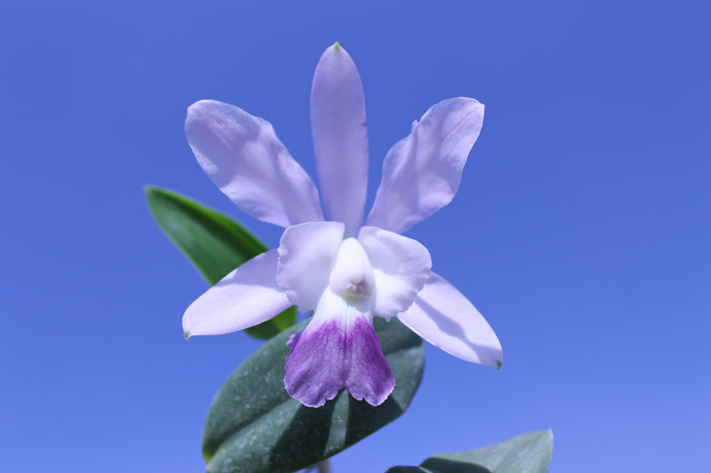Cattleya Walkerinter coerulea.jpg
