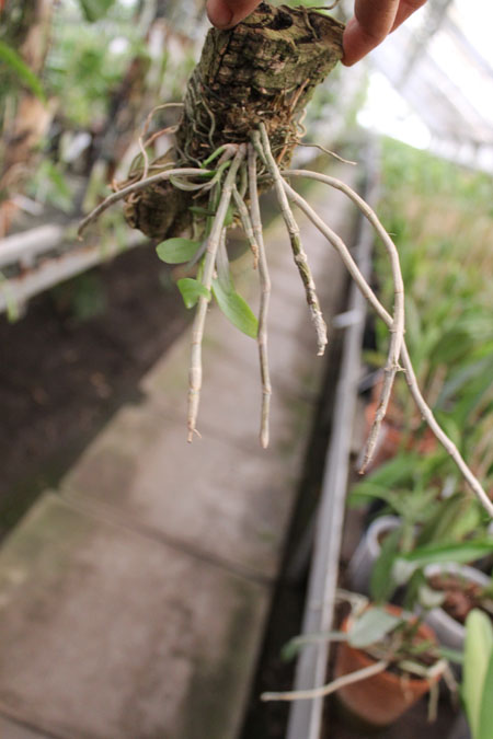 Dendrobium pierardii.jpg