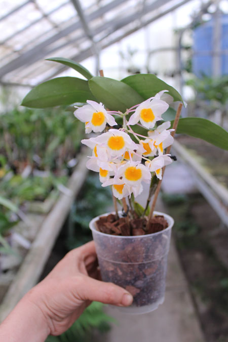 Dendrobium farmeri.jpg