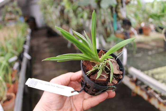 Tolumnia Jairak Firm 'Maroon'.jpg