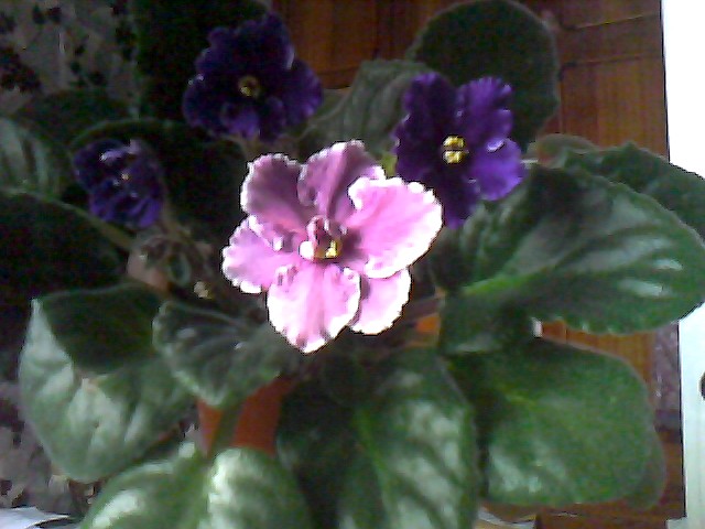 Райская птичка и не только