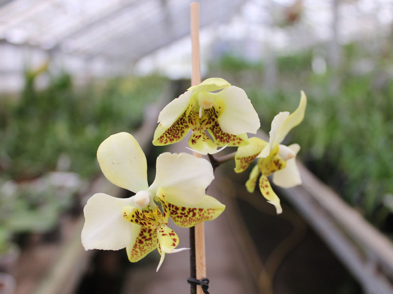 Phalaenopsis stuartiana yellow.jpg