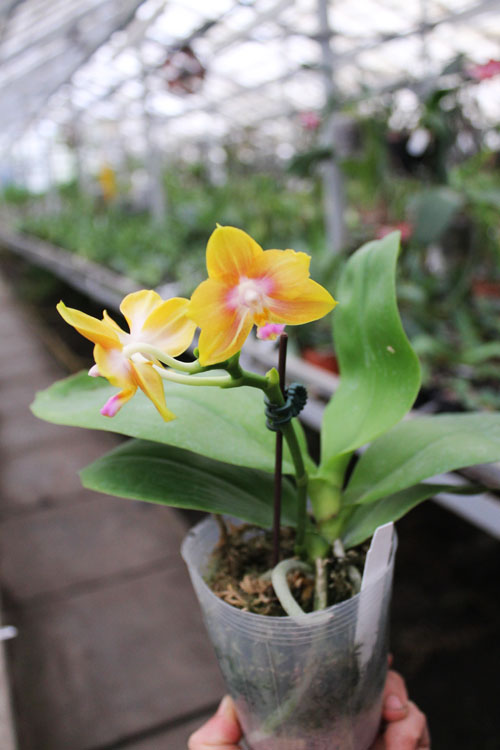 Phalaenopsis Lioulin Moon x bellina blue.jpg