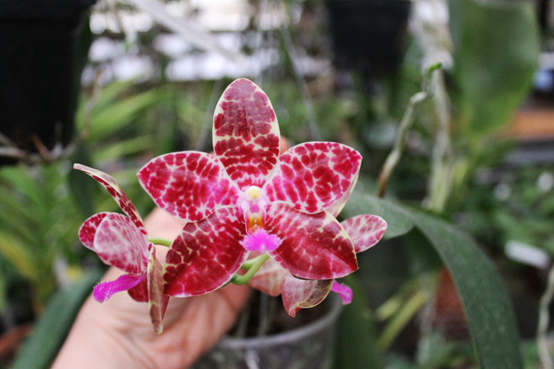 Phalaenopsis Joey (gigantea x lueddemanniana).jpg
