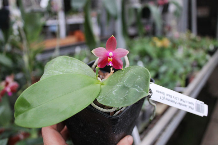 Phalaenopsis Jennifer Palermo (C1 type) x Phalaenopsis LD's Bear Queen.jpg