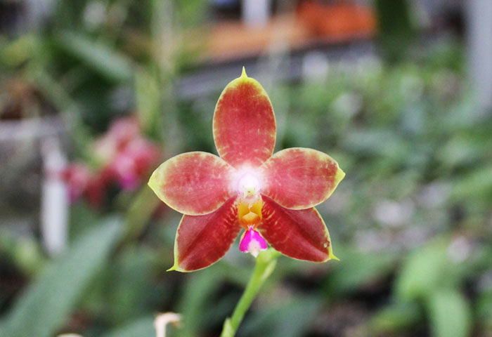Phalaenopsis amboinensis x Phalaenopsis Penang Girl.jpg