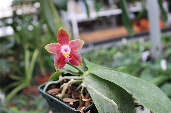 Phalaenopsis Penang Girl.jpg