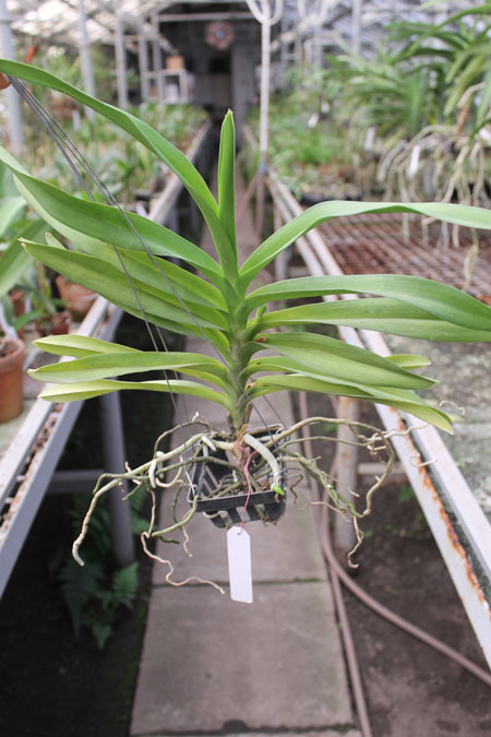 Ascocenda Kultana White.jpg