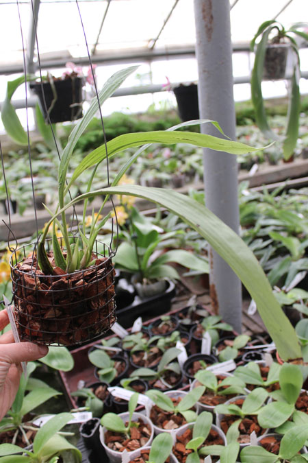 Stanhopea embreei x Paphinia herrerae.jpg