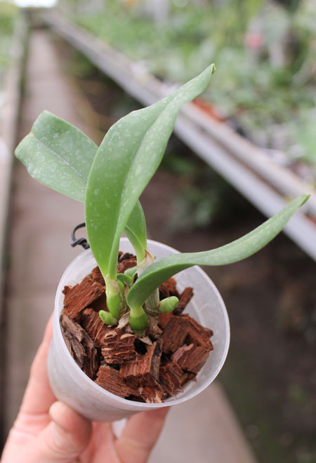 Laelia jongheana.jpg