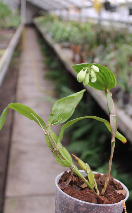 Dendrobium sulcatum.jpg